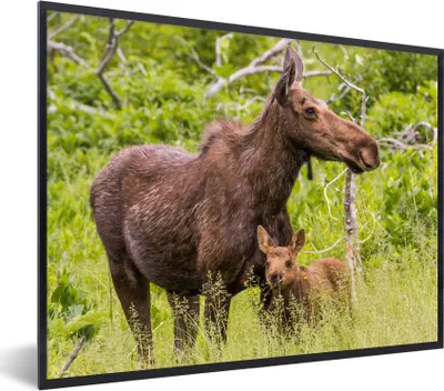 Produktbild von MuchoWow® MuchoWow® Gerahmtes Poster Rentier - Pflanzen - Kalb 40x30 cm - Poster mit zchwarzem Bilderrahmen - Kunstposter - Wanddekorationen