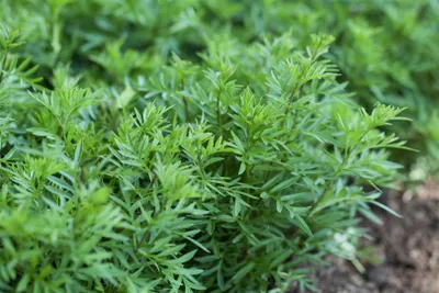Produktbild von Syringa afghanica, Flieder, 20–30 cm