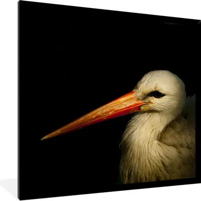 Produktbild von MuchoWow® Gerahmtes Poster Vogel - Schnabel - Federn 40x40 cm - Poster mit Schwarzem Bilderrahmen Wandposter Rahmen Foto Bilder - Mit Rahmen - Wanddekoration Schlafzimmer
