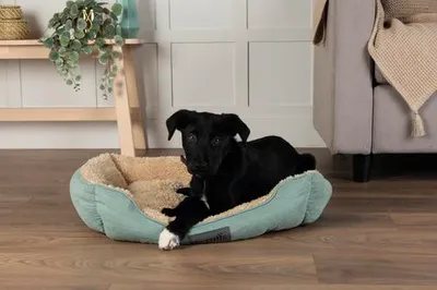 Produktbild von Hundebett Scruffs Cosy Box Bed Grün ca. 50 x 60 x 30 cm