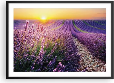 Produktbild von Gerahmtes Poster - Schwarzer Rahmen - Feld Lavendel Sonne - 70x50 cm - Wand Bild - Wanddeko - Wandbilder - Kunstposter - Wandposter - Bilderrahmen - Bilder - Kunstdruck - P2BAA70x50-4703