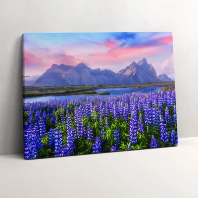 Produktbild von Lavendelfelder - Island – Leinwandbild Wandbild – 80x60 cm – Leinwandbilder – Wandbilder – Schlafzimmer – Flur
