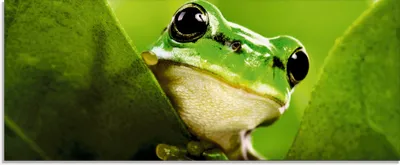 Produktbild von ARTland Glasbild Ausspähender Frosch Größe: 125x50 cm
