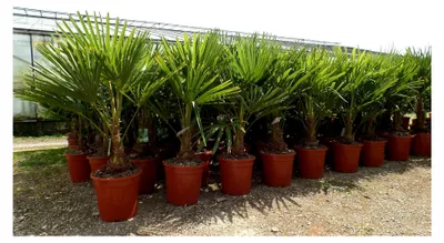 Produktbild von Hanfpalme XL 120-140 cm Trachycarpus fortunei, winterhart bis -18°C