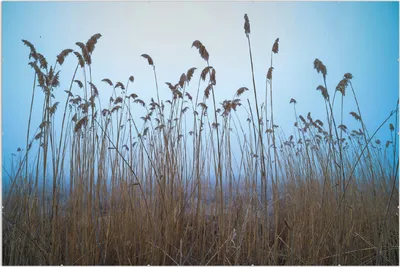 Produktbild von Wallario Wandbild Schilfrohr am See vor blauem Himmel, Größe: 61 x 91,5 cm, Poster mit rahmenlosen Bildhalter