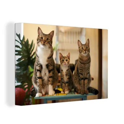 Obrázek produktu pro OneMillionCanvasses® Malba na plátně Nástěnná malba na plátně - Tři kočky na malém stole - 150x100cm