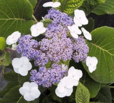 Produktbild von Samthortensie Macrophylla - Fellhortensie - Hydrangea aspera Macrophylla