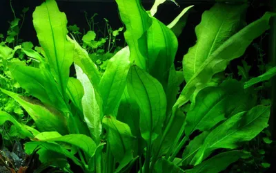 Produktbild von Aquarium Pflanze Echinodorus bleheri Topf Nr.371 AquaOne Aquascape Wasserpflanze