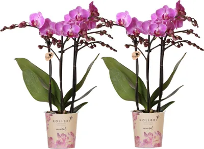 Obrázek produktu pro Orchideje Phalaenopsis Víden 2 ks Ø9cm, tmave ružové a fialové kvety, dekorace