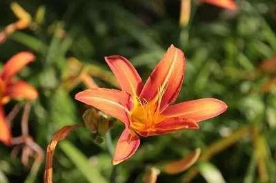 Image de 6 x Hemerocallis hybr. 'Rajah' - hémérocalle - pot 9 x 9 cm x 9 cm