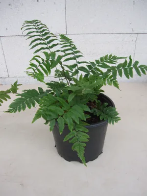 Produktbild von Dryopteris cycadina (atrata) - Elefantenrüssel-Farn