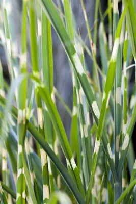 Produktbild von Miscanthus sinensis 'Strictus', Zebragras, 7,5-10 Liter Container