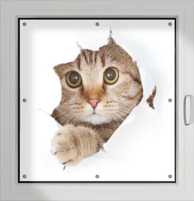 Produktbild von Wallario Lichtschutzbild, Dekorativer Sichtschutz Sonnenschutz 96 x 93 cm mit Motiv: Katze mit Blick nach vorn - Verdunklung ohne Bohren