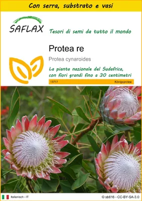 Immagine prodotto di SAFLAX Insieme di coltivazione - Protea re - 5 semi - Protea
