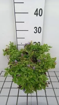 Image de 6 x Campanula lact. 'Pouffe' - Menthe de montagne - pot 9 x 9 cm