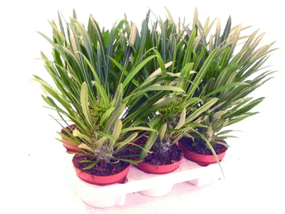 Produktbild von Pachypodium lameri - Pravá madagaskarská palma - kvetináč 12 cm