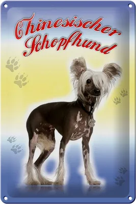 Produktbild von Blechschild Hund 20x30cm Chinesischer Schopfhund