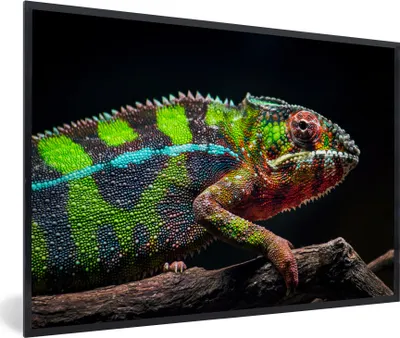 Produktbild von MuchoWow® MuchoWow® Gerahmtes Poster Buntes Chamäleon schaut sich um 60x40 cm - Poster mit zchwarzem Bilderrahmen - Printing - Wanddeko Schlafzimmer