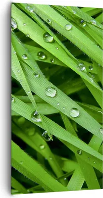 Produktbild von Bild auf Leinwand - Leinwandbild - Natur Gras Wasser Tropfen - 65x120cm - Wand Bild - Wanddeko - Leinwanddruck - Bilder - Kunstdruck - Wanddekoration - Leinwand bilder - Wandkunst - PA65x120-1562