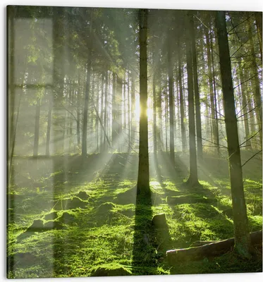 Produktbild von DEQORI Küchenrückwand Glas 60x60 cm 'Waldlichtspiele' Spritzschutz Bad Rückwand Küche
