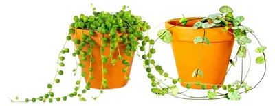 Obrázok produktu pre Gardners Set rastlin DUO Ceropegia a Senecio