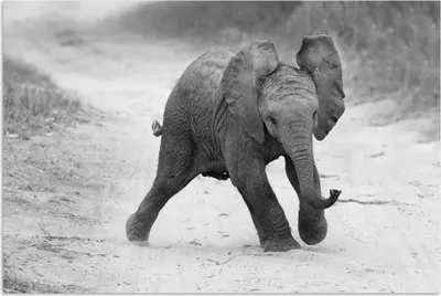 Produktbild von MuchoWow® Poster Elefant - Baby - Tiere - Kröte - Schwarz und weiß 180x120 cm - Fotoplakat