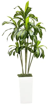 Zdjęcie produktu dla Sztuczna dracena – sztuczna roślina stojąca – wysokość 150 cm – z wysoką donicą – do wnętrz, domu i biura – tworzywo sztuczne – kolor mlecznobiały