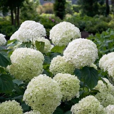Immagine prodotto di Ortensia Hydrangea arborescens 'Strong Annabelle' Ø19cm, 30cm, resistente al