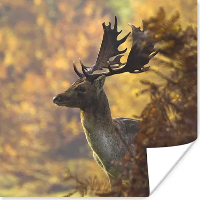 Produktbild von MuchoWow® Poster Hirsche - Geweihe - Herbst 30x30 cm - Wandposter - Printing