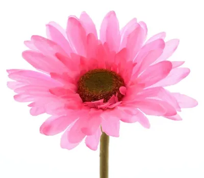 Produktbild von Blume Seidenblume Gerbera Kunstblume Dekoblume Tischdeko pink