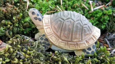 Produktbild von WUDIMALS Wudimals Nutztiere – Schildkröte