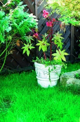 Immagine prodotto di Fioriera Figura Decorazione Fioriere Vasi da giardino Vaso 267
