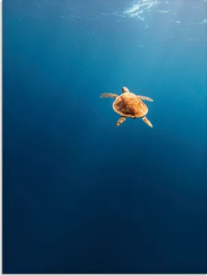 Produktbild von ARTland Glasbild Chillkröte - Karettschildkröte im Meer Größe: 45x60 cm