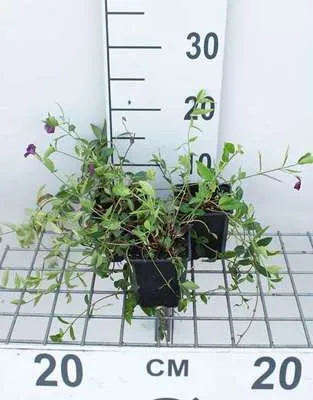Produktbild von 12 x Vinca minor 'Atropurpurea' ('rubra') - Kleinblättriges Immergrün 'Atropurpurea - Topf 9 cm x 9 cm