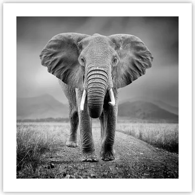 Produktbild von Poster - Poster ohne Rahmen - Elefant Wildnis Natur - 50x50 cm - Wand Bild - Wanddeko - Wandbilder - Kunstposter - Wandposter - Bilder - Kunstdruck - Wanddekoration - Wandbild - P2XAC50x50-4966