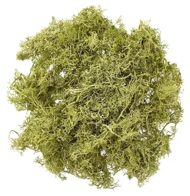 Obrázek produktu pro Světle zelený sobí mech na dekorace, 30 g