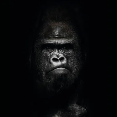 Produktbild von Glasbild Gorilla II: Hochkontrastreiche Nahaufnahme eines Gorillagesichts, 30x30 cm
