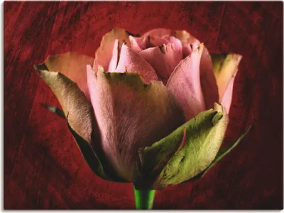 Produktbild von ARTland Leinwandbild Rosa Rose Größe: 40x30 cm