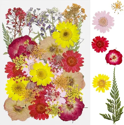 Produktbild von Getrocknete Blumen, 40 Stück, Rosen, für DIY Bastelprojekte
