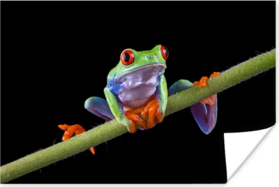 Produktbild von MuchoWow® Poster Frosch - Pflanze - Schwarz 180x120 cm - Fotoplakat