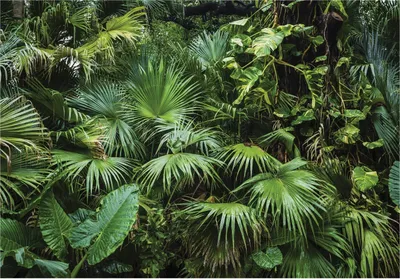 Produktbild von Vlies Fototapete Dschungel Wald (416x254cm - 4 Bahnen) Pflanzen Natur inklusive Kleister Wohnzimmer Schlafzimmer Wandtapete Tapete Latexdruck UV-Beständig Montagefertig
