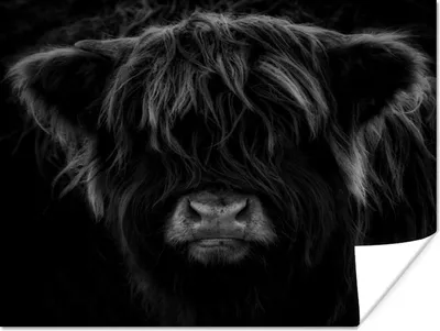 Produktbild von MuchoWow® Poster Schottischer Highlander - Kuh - Porträt - Tiere - Schwarz - Weiß 120x90 cm - Wandbild