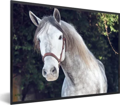 Produktbild von MuchoWow® Gerahmtes Poster Pferd - Halfter - Natur 40x30 cm - Poster mit Schwarzem Bilderrahmen Wandposter Rahmen Foto Bilder - Kunstposter - Wanddekorationen