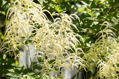 Produktbild von Astilbe thunbergii 'Van der Wielen', weiß, ca. 9x9 cm Topf