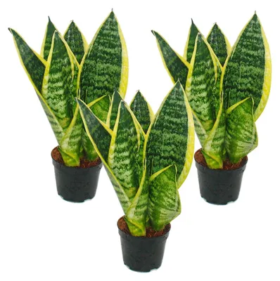 Produktbild von 3er Set Sanseveria laurentii trafasciata - grüngelber Bogenhanf - 9cm Topf, ca. 20-25cm Gesamthöhe