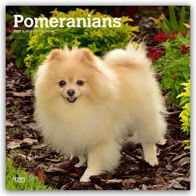 Produktbild von Pomeranians - Spitz 2027 - 16-Monatskalender