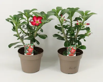 Produktbild von Adenium obesum rot - Wüstenrose - Topf 10,5cm - Höhe 25-40cm Zimmerpflanzen