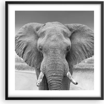 Produktbild von Gerahmtes Poster - Schwarzer Rahmen - Elefant Afrika Tier - 50x50 cm - Wand Bild - Wanddeko - Wandbilder - Kunstposter - Wandposter - Bilderrahmen - Bilder - Kunstdruck - P2BAC50x50-5072