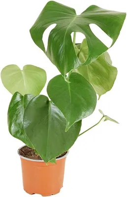 Monstera, Hauptbild