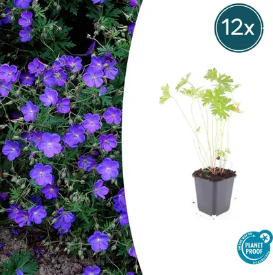 Immagine prodotto di Pianta tappezzante - Geranio - Geranium pratense 'Johnson's Blue' - Vaso da 9 cm - Set da 12 piante